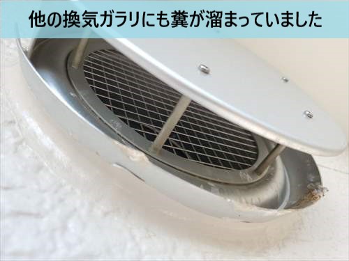 換気ガラリ　糞の蓄積